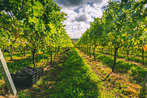 Experience cover image